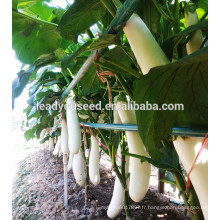 ME04 Baiifeng blanc longues graines d&#39;aubergines en graines hybrides à vendre